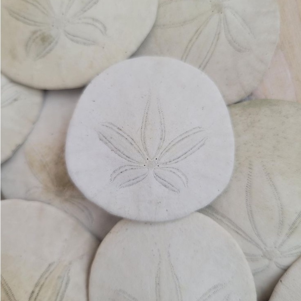 Sand Dollars!
